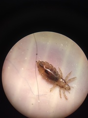 Pediculus humanus capitis