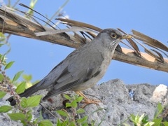 Turdus falcklandii