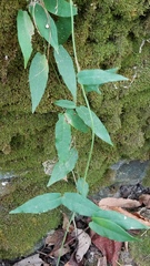 Bignonia