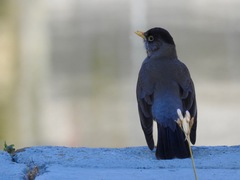 Turdus falcklandii