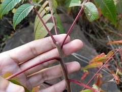 Rhus × borealis