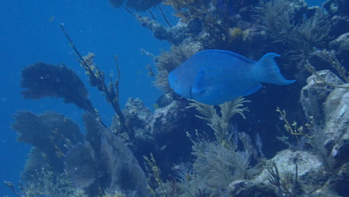 Blue kwab (Scarus coeruleus) — Scaridae — 4
