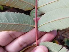 Rhus × borealis