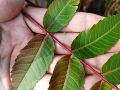 Rhus × borealis