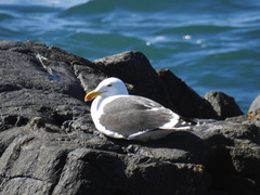 Larus dominicanus
