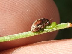 Algarobius bottimeri