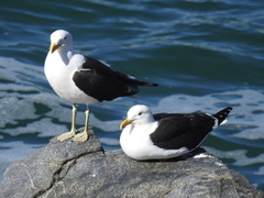 Larus dominicanus