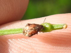 Algarobius bottimeri