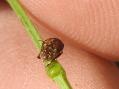 Algarobius bottimeri