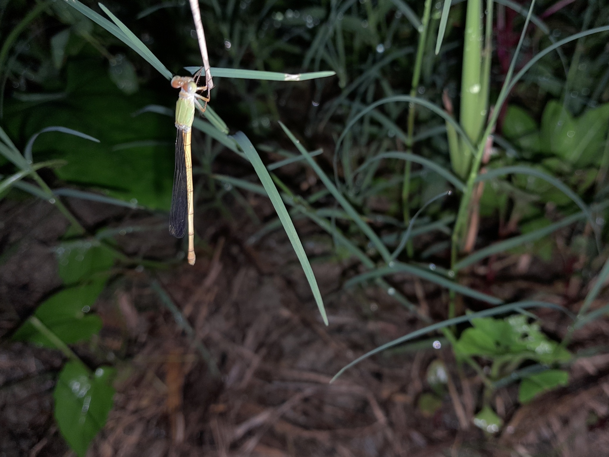 Coromandel Marsh Dart