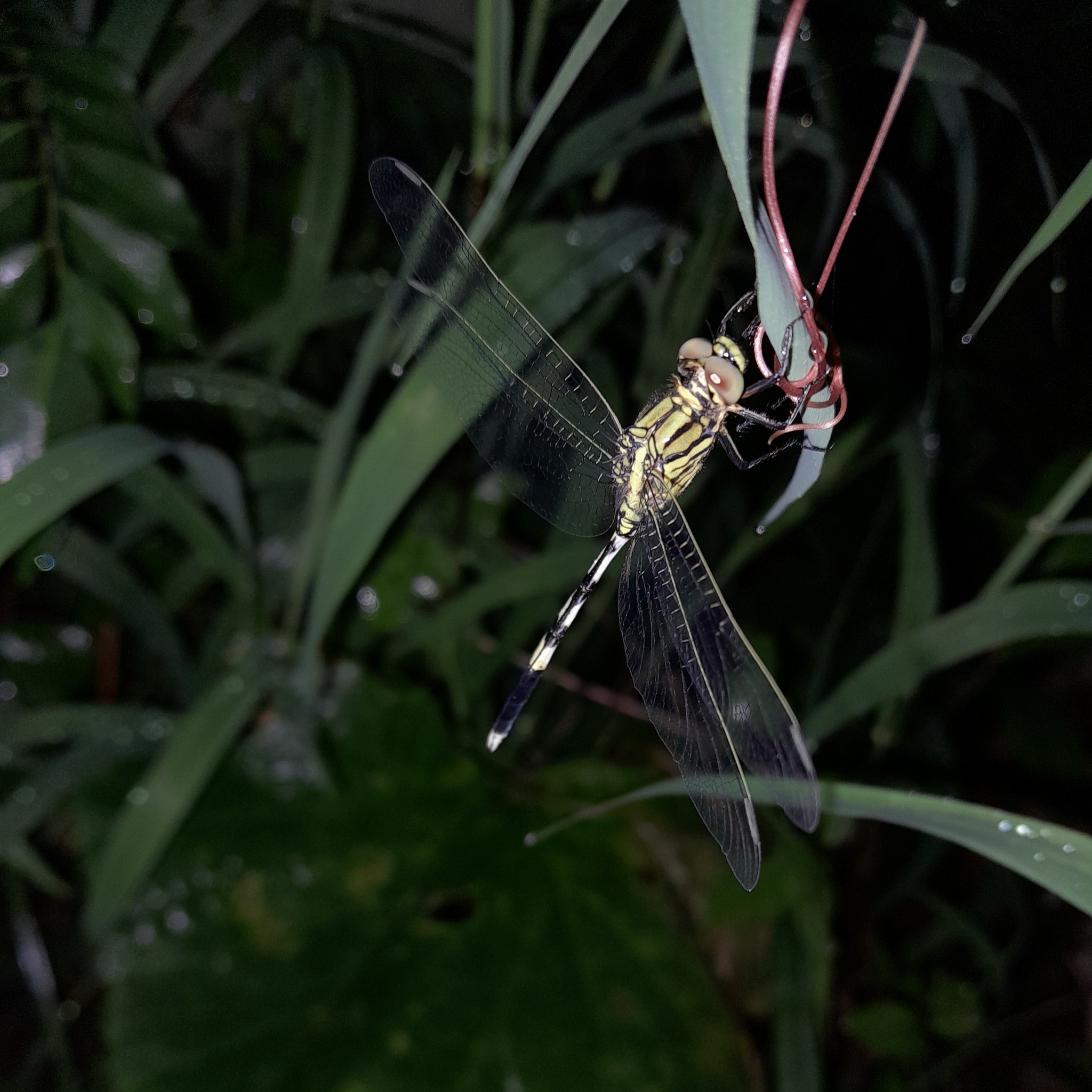 Slender Skimmer
