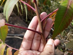 Rhus × borealis