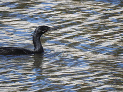 Nannopterum brasilianum