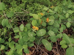 Lonicera flava