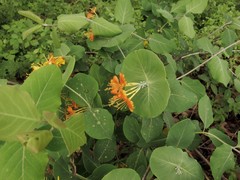 Lonicera flava
