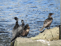 Nannopterum brasilianum