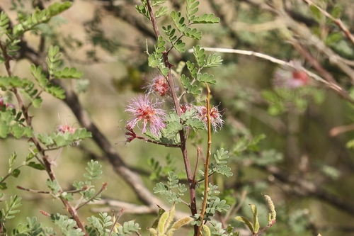 Emory's Mimosa