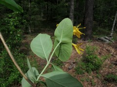Lonicera flava