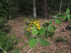 Lonicera flava