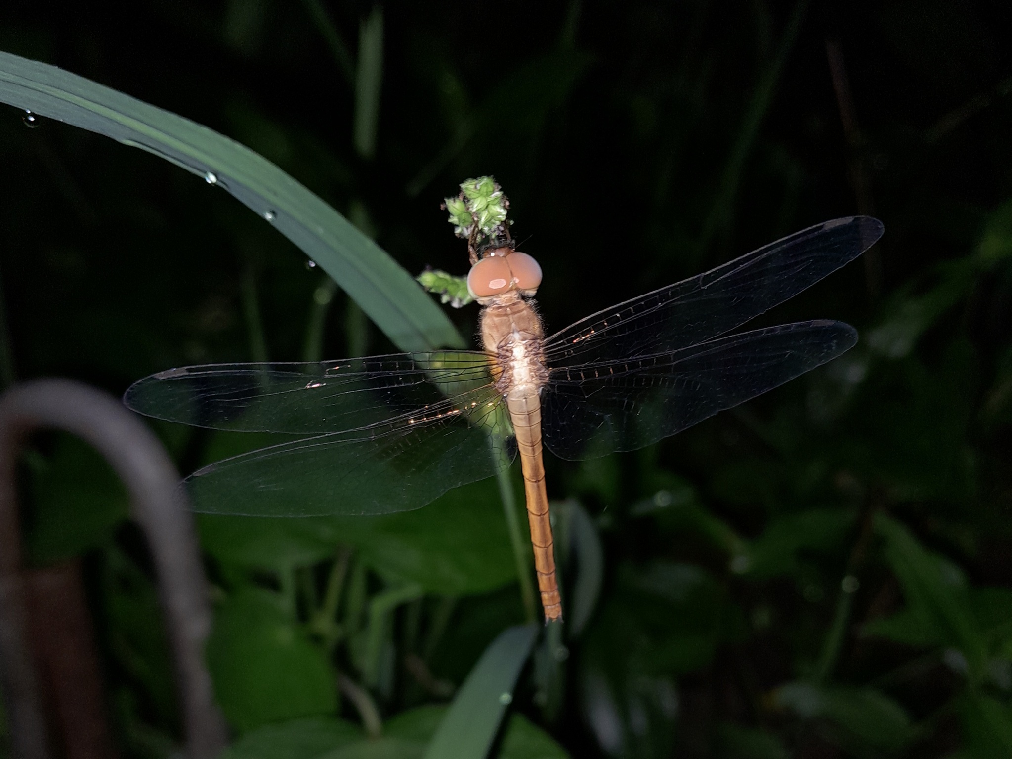 Coral-Tailed Cloudwing