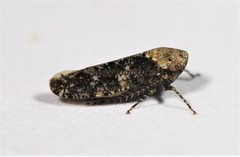 Paraphlepsius collitus