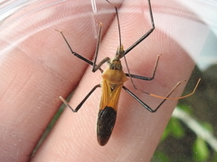 Zelus janus