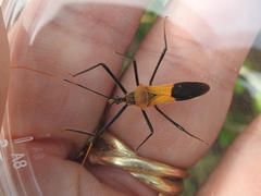 Zelus janus