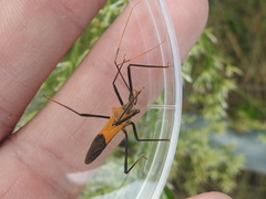 Zelus janus