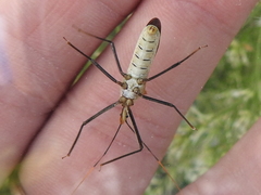 Zelus janus