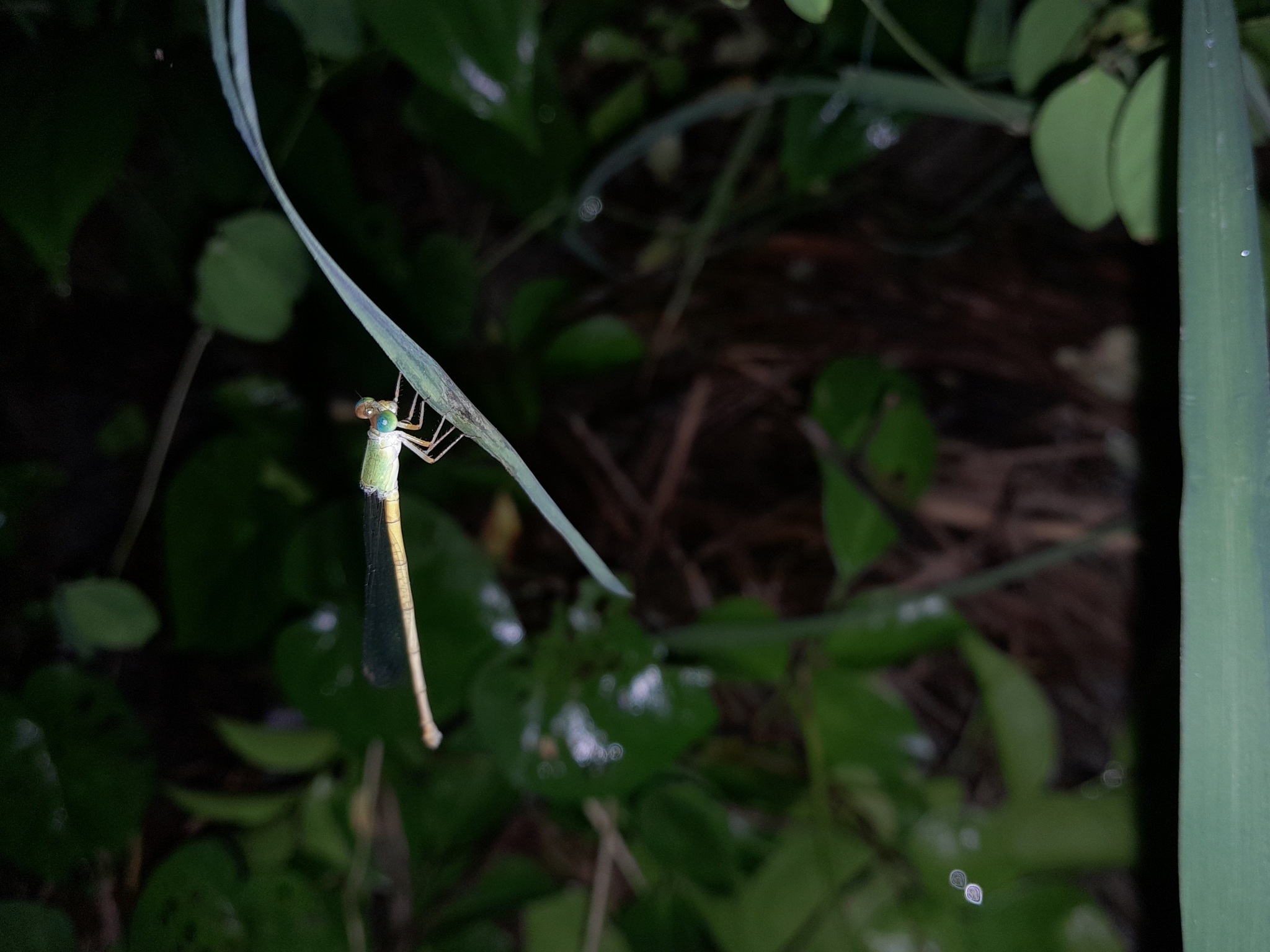 Coromandel Marsh Dart