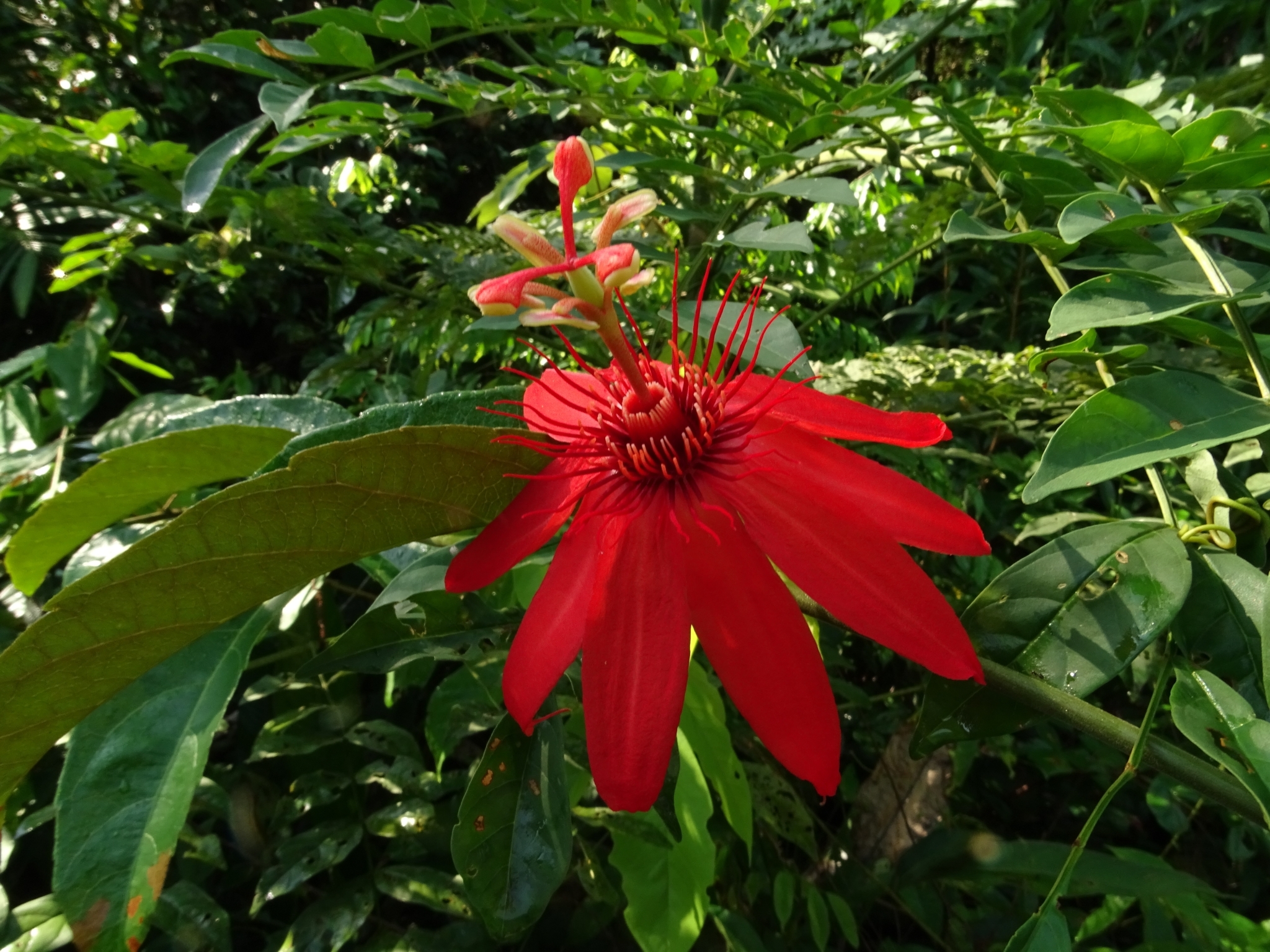 Passiflora quadriglandulosa