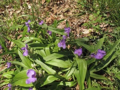 Tradescantia ernestiana