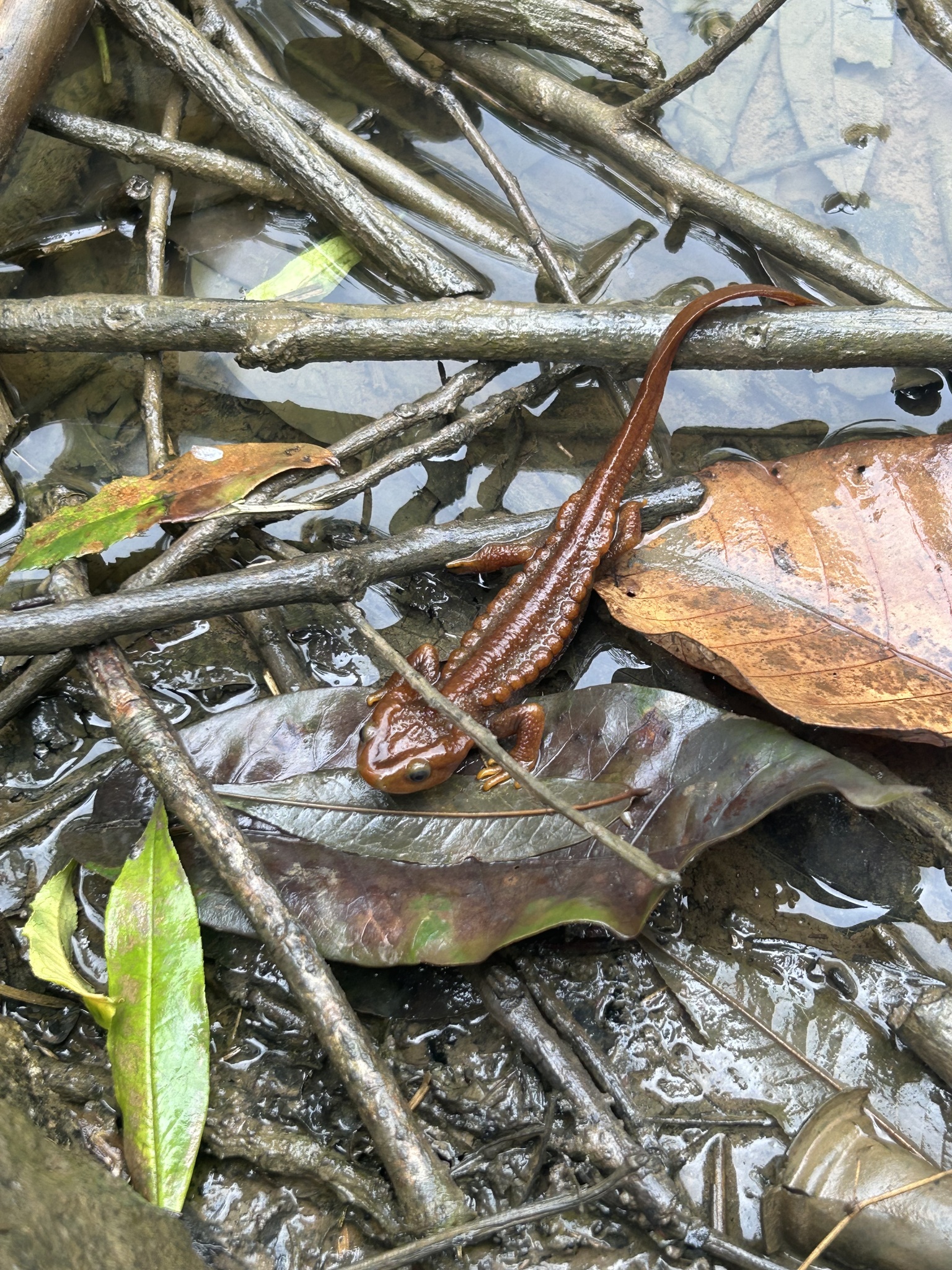 Himalayan Crocodile Newt