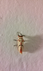 Trosia nigropunctigera