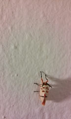 Trosia nigropunctigera