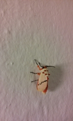 Trosia nigropunctigera