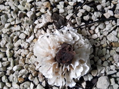 Trametes membranacea