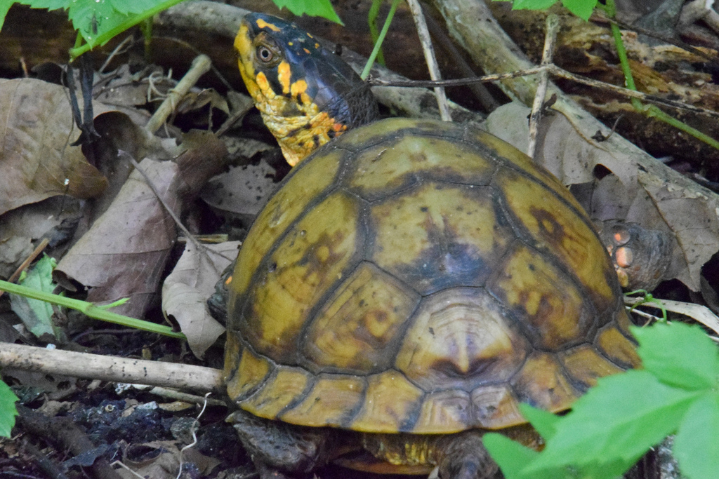 Three-toed Box Turtle in September 2019 by Jeremy · iNaturalist