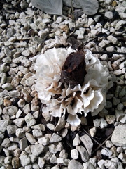 Trametes membranacea