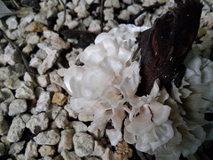 Trametes membranacea