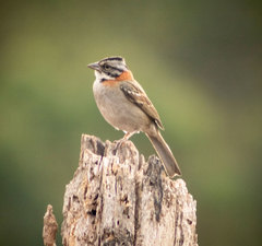 Zonotrichia capensis