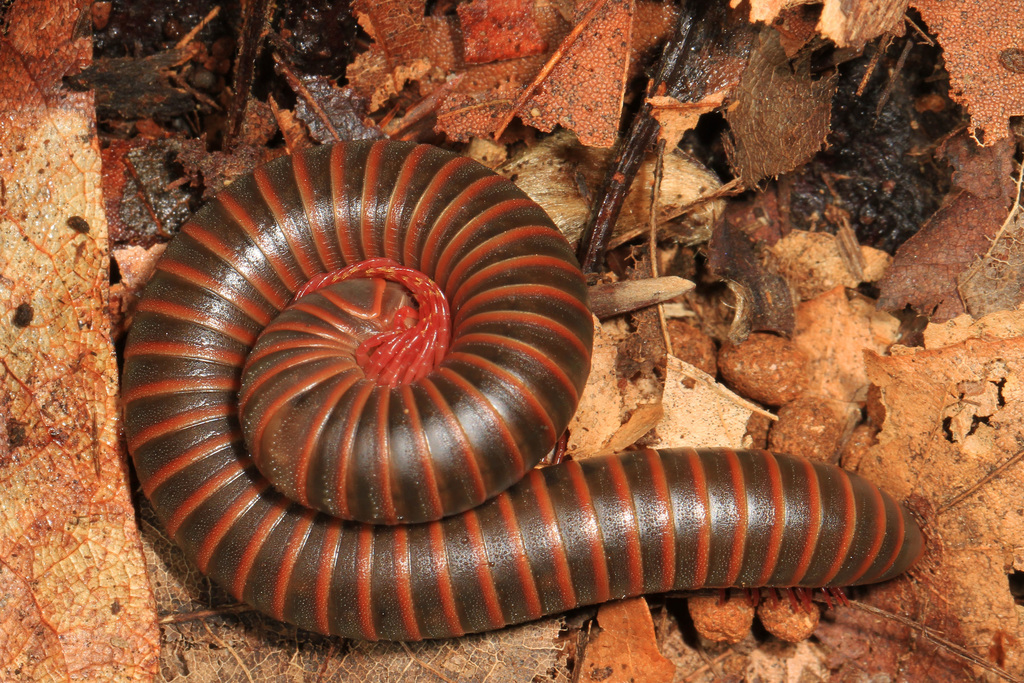 Narceus annularis