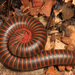 American Giant Millipede Complex - Photo (c) Judy Gallagher, some rights reserved (CC BY)