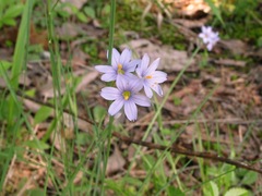 Sisyrinchium albidum