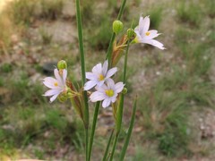 Sisyrinchium albidum