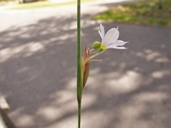 Sisyrinchium albidum