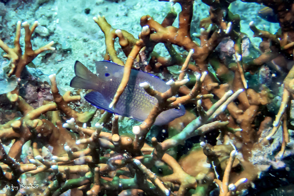 Ocellate Damselfish