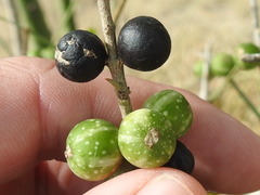 Randia obcordata