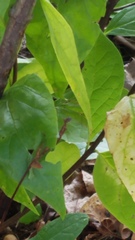 Calycanthus