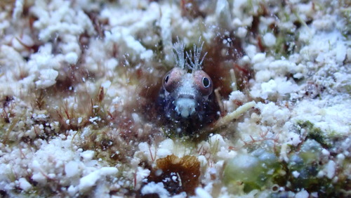 Roughhead blenny (Acanthemblemaria aspera) — Chaenopsidae